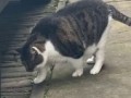 POOR CAT