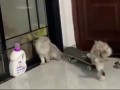 board cat