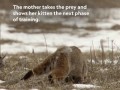 Самка бобкета учит котенка охотиться