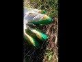 Насекомое