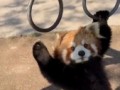 Даже файрфокс подкачался к лету!