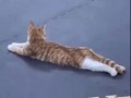 Лучший инструктор по растяжке
