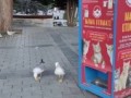 В Турции чайка научилась мяукать