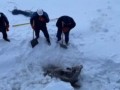 Моряки атомного ледокола спасли лосиху из Енисея, застрявшую между льдинами