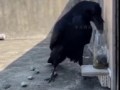 Умная Птица ворон
