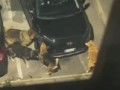 Шерстяной авторазбор