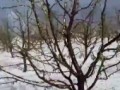Град в саду