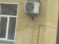 «По адресу прямо». В Кирове белка привела выводок бельчат в роддом