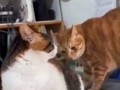 Когда ну очень хочется сделать кусь