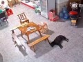 Загадка:  Четыре китайца за столиком играют в лото. Спит собака. Что произойдет через 10 секунд?