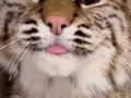 This bobcat has a surprising growl