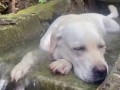 Повелитель ручья