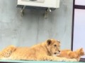 Котенок переросток