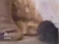 Крыса упала из вентиляции прямо на посетителя в московском кафе