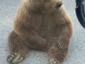 Вышел мишка на крыльцо — почесать свое…