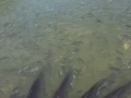 Грубанул с прикормкой