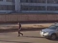 Голливудские тигры