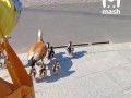Важный московский утка успешно переведён через дорогу в Ховрино