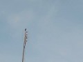 Смотреть с 1,10. ржущий птиц