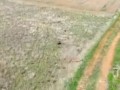 Погоня двух гончих за зайцем .