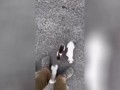 Котятки