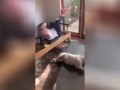 Пёс решил поддержать хозяина в занятиях спортом, но быстро вышел из строя
