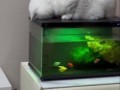 показавают