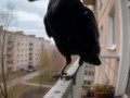 нейронный кот