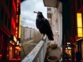 Бойцовский кот. Приключенческий фильм (нейронка)
