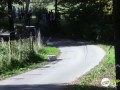 Лягушонка в коробчонке