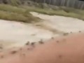 комарики
