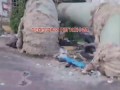 В Томске собака спасла жизнь бездомного, проявив необычную преданность