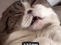 Заботливая кошка