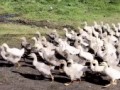 У военного отставника и на хозяйстве порядок