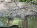 Ничего необычного, просто выдра на поводке радостно купается на Борисовских прудах.