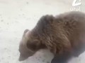 На трассе в ХМАО появился новый таможенник — пушистый и пузатый медвежонок.