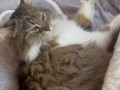 кофка