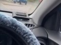 Голуби в Австралии