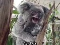 коалы