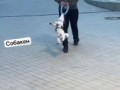 Я прошу батю поиграть с собакой
