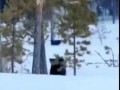 Вот же бесстрашная зверюга: Росомаха сражается со стаей волков
