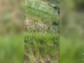 Куда пошел?! Стой! Там мать уже с ума крякнулась!!!