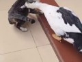 Когда добыча совсем обнаглела