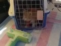 Пришел домой