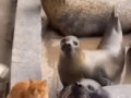 Не чавкай!
