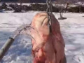 Копчёный сом