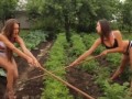 Сажаем картошку
