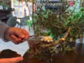 Некоторые коренные жители тихо писюют и кашляют в уголке ЦУМа