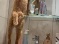 Рыжие коты