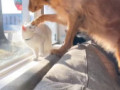 Как собака с котом